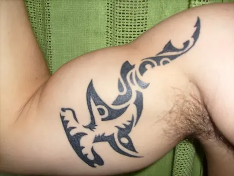 Edgard - Hammerhead shark